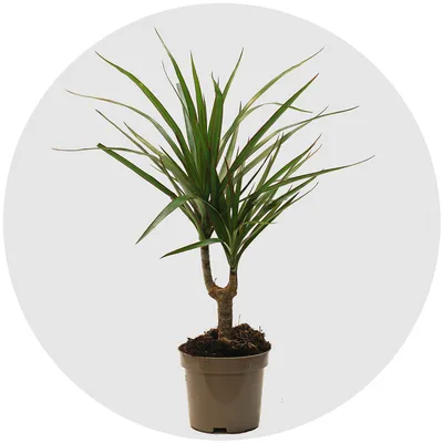 Драцена Массанжеана растение купить Киев, продажа, цена Dracaena Massangeana