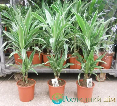 Драцена (Dracaena)