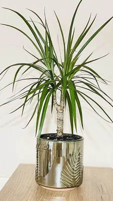 Коллекции растений ЦСБС СО РАН - Dracaena thalioides Hort. Makoy ex E.Morr.  – Драцена талиевидная