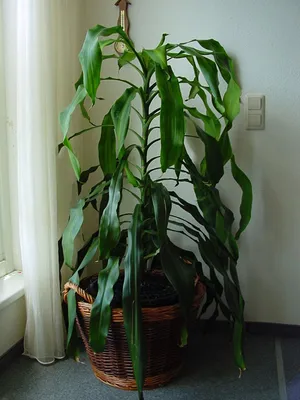 Dracaena - самка дракона - Adiantum