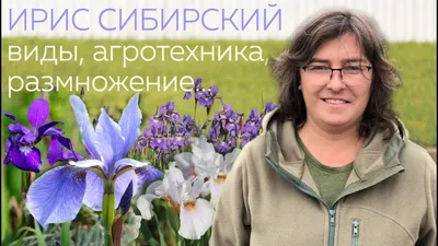 Ирис критский, латинское название Iris cretensis - Сайт о Крите