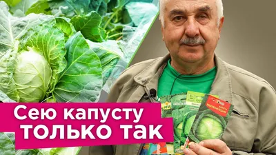 Такая разная капуста: белокочанная, цветная, савойская, брюссельская