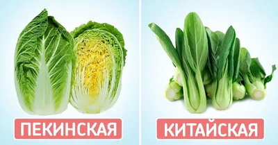 Виды капусты: китайская, пекинская, листовая и японская | СО ВКУСОМ 🍽 |  Дзен