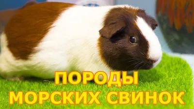 Породы морских свинок | Виды морских свинок - YouTube