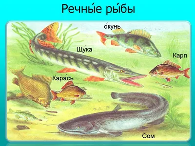 Урок ознакомления с окружающим миром по теме \"Рыбы. Места обитания рыб\"