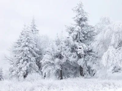 Таблица \"Самые распространенные формы снежинок\" : r/Bibliotekar