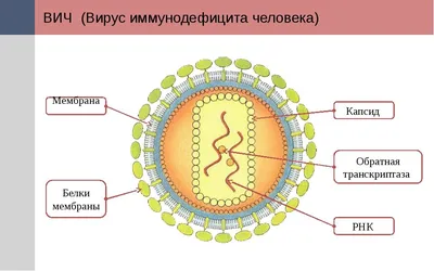 Что такое вирус иммунодефицита (ВИЧ)?