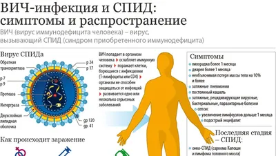 Модель ВИЧ — вируса иммунодефицита человека | Азбука Эйч | Дзен