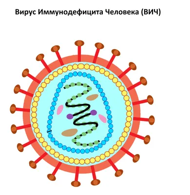 Вирус СПИДА ВИЧ иллюстрация штока. иллюстрации насчитывающей микстура -  85568199