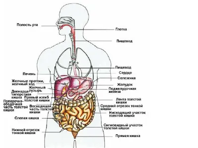 Строение человека (внутренние органы): 30 фото с надписями