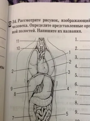 Внутреннее строение человека рисунок - 65 фото