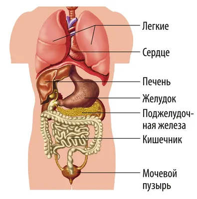 Органы человека картинки для детей - 47 фото