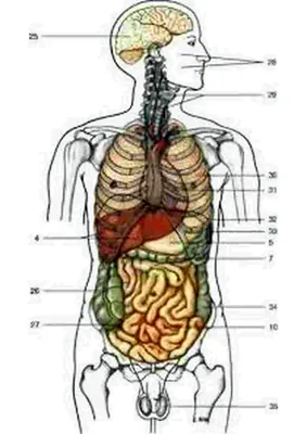 Картинки расположение органов человека (69 фото)