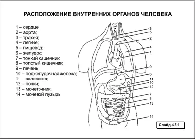 схема человека и легких, изображения внутренних органов человеческого тела,  человеческое тело, органы тела фон картинки и Фото для бесплатной загрузки