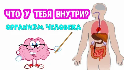 Сердце человека: где находится, как выглядит и работает, почему может болеть