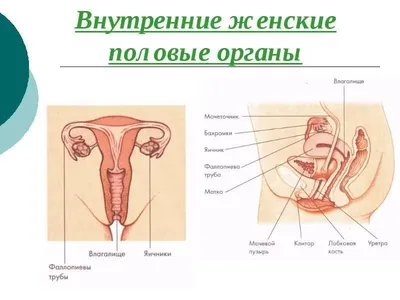 Организм ЧЕЛОВЕКА. Что у тебя внутри? - YouTube