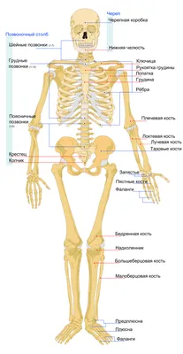 Картинки расположение органов человека (53 фото) - 53 фото