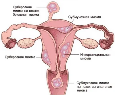 Мышцы человека: анатомия, строение, функции – Российский учебник