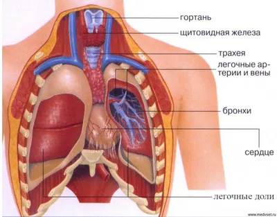 Строение организма человека — урок. Окружающий мир, 3 класс.