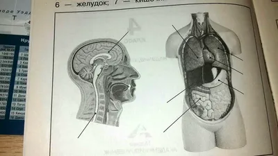 Исследование внутренностей: фотографии органов в формате PNG | Внутренности  человека Фото №757526 скачать