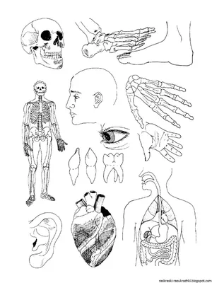 Анатомия Человека \"Расположение внутренних органов в картинках\"