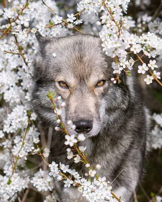 Опасная волчица.A dangerous she-wolf. Stock Photo | Adobe Stock