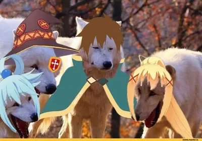 KonoSuba :: Anime :: волки :: Laughing Wolves :: Мемы - JoyReactor