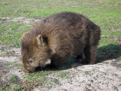 Wombat: An Australian chubby with a very powerful booty - YouTube