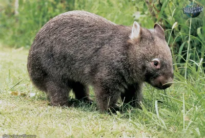 Вомбат шерстоносый - Lasiorhinus latifrons- Південний вомбат - Hairy-nosed  wombat - YouTube