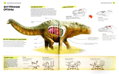 Динозавры. - купить с доставкой по выгодным ценам в интернет-магазине OZON  (139671669)