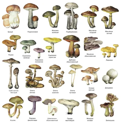[84+] Все виды грибов в картинках обои