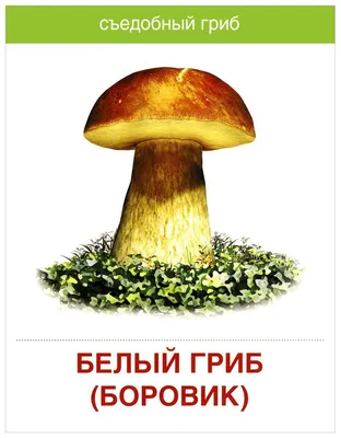 Бывают в жизни огорчения. 5 видов трубчатых грибов, которые лучше оставить  в лесу. Фотографии и статьи о них | грибной критик | Дзен