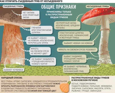 Развиваем ребенка «Грибы» Ч.1 | Развивающие занятия для детей | Дзен