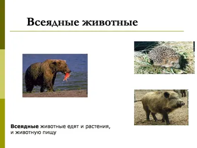 Веганы кто эти люди? Зачем им это надо? Почему они такие странные? Идеи  движения и о том как оно влияет на здоровье | Путь к себе | Дзен