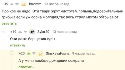 Тараканы Отвратительные И Всеядные Существа Примитивное Животное Которое  Как Многие Опасаются Является Источником Микробов Предпочи — стоковые  фотографии и другие картинки Белый фон - iStock