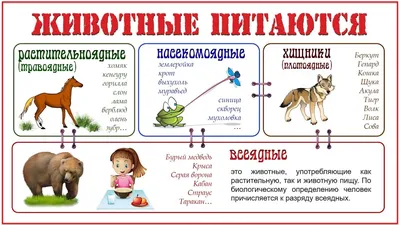 Всеядные животные, видео для детей. Белка, летучая мышь, ёж, бурундук и  другие - YouTube