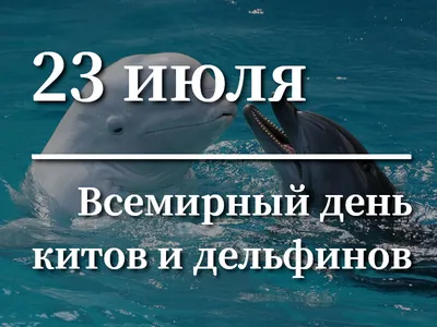 [71+] Всемирный день китов и дельфинов картинки обои