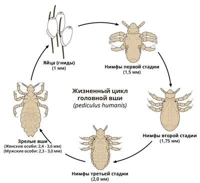 О вшах - Вычесывание вшей и гнид