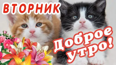 доброе утро вторника открытки｜TikTok Search