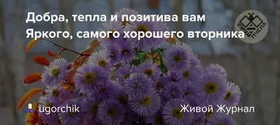 Доброго утра вторника!🌅 Хорошего дня! Отличного настроения!🤗Позитив... |  TikTok