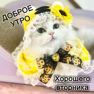 Доброго утро вторника!) #марияевтушенко #утро #вторник #позитив | Instagram