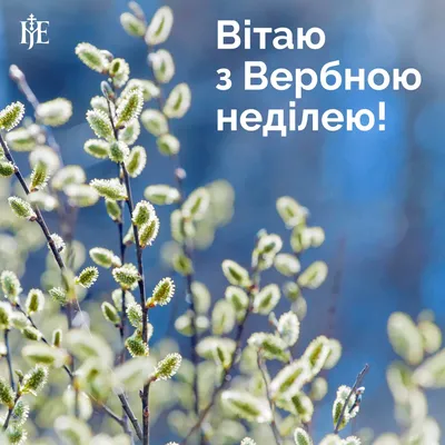 Привітання з Вербною неділею - Новини Буковини | Останні новини  Чернівецької області