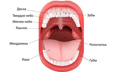 Изучение Языка Пациента Заболевания Языка Осмотр Стоматолога — стоковые  фотографии и другие картинки Антисанитарный - iStock