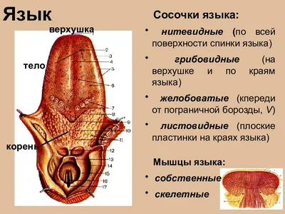 Ожоги слизистой полости рта - лечение термических ожогов языка, полости рта