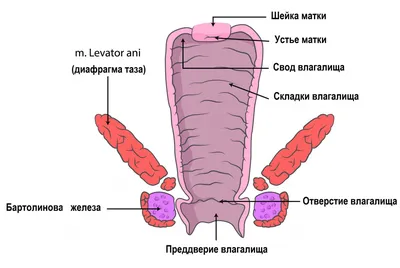 Адентия - симптомы, фото и как лечить • Имплантмастер