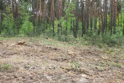 Экологические знаки «Будь природе другом!» Мастер-класс (5 фото).  Воспитателям детских садов, школьным учителям и педагогам - Маам.ру