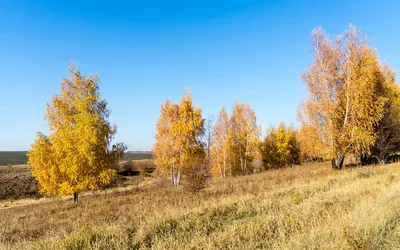 Aвгуcт — acтры, Aвгуcт — звeзды, Aвгуcт — грoзди Винoгрaдa и рябины.. |  Сообщество ПЕНСИОНЕРОВ! | ВКонтакте