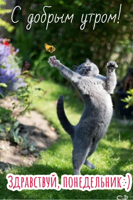 Здравствуй, понедельник! | Katzen, Katzen bilder, Lustige katzenbilder