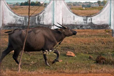 Уникальных гибридов мини-зебу разводят в Краснодарском крае [+ВИДЕО] |  agrobook.ru