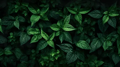 HD green wallpapers | Peakpx